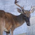 An unhealthy deer stands next to a wall.