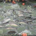 Catfish swimming above a net.