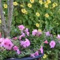 Purple flowers bloom in front of a wall of green with yellow flowers.