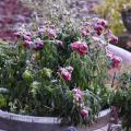 A container of plants droop under a coating of frost.