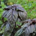 A plant has purple leaves.