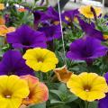 Yellow and purple flowers bloom from a green plant.