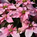 Pink poinsettias.