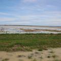 Flooded row crop field