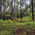 A pine stand has small branches laying on the ground near trees.