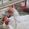 Chicken drinks water droplets from a nipple waterer.