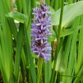 A tall, purple weed in the foreground with green grass in the back.