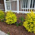 Three yellow shrubs grow in front of white railing.