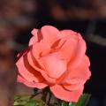 A single pink rose bloom.