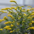 Tiny yellow blooms line arching branches.