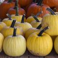 Rows of yellow pumpkins and orange pumpkins.