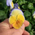 A yellow bloom has a delicate blue edge.