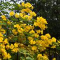 Massive clusters of yellow flowers cause stems to arch downward.