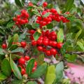 A cluster of red berries is surrounded by green leaves.