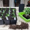 Small plants grow in black plastic trays.