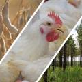 A photo montage displays soybeans, a chicken and trees.