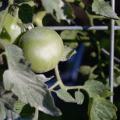 A green tomato on a bush is dusted lightly with powder.