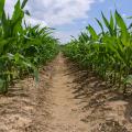 Rows of corn plants in a field.