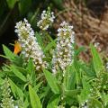 Tiny white flowers bloom in upright clusters.