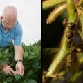 Mississippi State University plant pathologist Tom Allen (left) said fungicide-resistant frogeye leaf spot in soybeans has recently become a major problem. (Photo by MSU Extension/Kat Lawrence)  Producers rely on Mississippi State University recommendations to make management decisions related to kudzu bugs, such as these pictured (right), and other insect pests. (Photo by MSU Extension/Kevin Hudson)