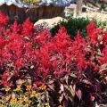 Dragon’s Breath celosias grow equally well in the landscape bed or in a patio container. Its unique red-green foliage is topped with blazing red, feathery flowers. (Photo by MSU Extension/Gary Bachman)