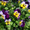 The Sorbet series of violas, such as this Midnight Glow selection, resist stretching and stay compact through winter and even as temperatures rise in the spring. (Photo by MSU Extension/Gary Bachman)