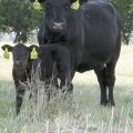 Mississippi State University experts will discuss cattle such as these at the Mississippi Agricultural and Forestry Experiment Station's Prairie Research Unit in Monroe County during the Oct. 25 Fall Beef Cattle and Forage Field Day in Prairie, Mississippi. (File photo)