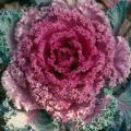 Flowering kale and cabbage are not eaten, but the leaves do make very decorative garnishes for holiday feasts.