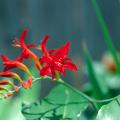 The fiery red Lucifer, a variety of crocosmia, looks exceptional in a tropical garden with bananas and cannas or in a perennial garden with daylilies and salvias.