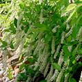 The native Virginia sweetspire with its long white blossoms looks like a natural in all Mississippi landscapes and especially along this dry creek bed.