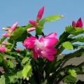 Christmas cactus