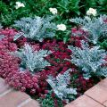 In a gardening world dominated by a sea of green, well-placed pockets of plants with silver and gray leaves is ever so striking, like in this planting of Sweet Alyssum and Dusty Miller.