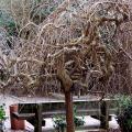 Not all winter landscape appeal comes from colorful bark. The weeping mulberry may be unsurpassed in beauty because once its leaves have dropped, it reveals its fantastically twisted and gnarled branches.