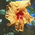 With spectacular-colored flowers and contrasting dark green foliage, the new Cajun series hibiscus wowed visitors to the Jackson Garden and Patio Show. There are now more than 20 selections, such as the Fais Do Do pictured, in the Cajun series.