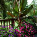 This Red Abyssinian banana is one of the prettiest banana plants in the marketplace. Tidal Wave Pink petunias cascaded over the rim to the point they are touching the deck floor.