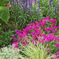 This garden offers an almost endless supply of ideas for 2008 plant options. Beginning with the plants closest to the camera, enjoy the combinations of Diamond Frost euphorbia, Evergold sedge, Intensia Neon Pink phlox, Victoria Blue salvia and Red Abyssinian banana.