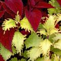 Big Red Judy, pictured here with Rose Stem Lace, is a large coleus with leaves that are a rich, vibrant red. The stems of Rose Stem Lace are this same color, making the two plants partner well in containers and landscapes.