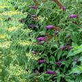 This combination planting of dill and Black Knight buddleia has it all: wonderful fragrance and incredible nectar for butterflies and hummingbirds. The dill also provides a larval food source for the swallowtail butterfly.