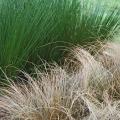 Rush varieties like this dark green Quartz Creek, or Juncus effuses, stand out beside the brown Toffee Twist carex. Rush varieties are among the 2008 Mississippi Medallion award-winning plants and are capturing market attention this spring. (Photo by Norman Winter)