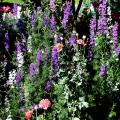 Magnificent larkspurs, poppies and even salvia are outstanding in this cottage garden in Kosciusko. The spiky texture is alive and well, creating garden excitement. (Photo by Norman Winter)