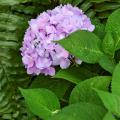 Endless Summer hydrangea blooms on old wood as well as new growth, which means a longer bloom season. Flower color on most big-leaved hydrangea varieties depends on soil acidity. The lilac color of this blossom reveals that this plant is growing in soil in the low to middle range of acidity. Lower pH levels produce blue blossoms, and higher levels produce pink to red blossoms.