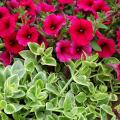 Mezoo Trailing Red succulent has glossy green foliage with cream margins. In this setting, it supports a planting of Sanguna Electric Burgandy petunias. Mezoo Trailing Red can be used as a groundcover or as a spiller plant in mixed containers. The red in its name comes from dime-sized flowers that accent the plant.