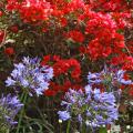 The blue flowers of Lily of the Nile are unforgettable when grouped in front of red bougainvillea plantings. (Photo by Norman Winter)