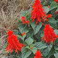 The toasty, copper-bronze color of the Bronzita sedge sets off the brilliant Picante Scarlet salvia. (Photos by Norman Winter/MSU Extension Service)