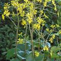 The leopard plant is a hardy, shade-loving plant that typically forms large clumps with rounded, glossy, leather-like leaves. It blooms in October and November, producing 18-inch-tall spikes with clusters of yellow, daisy-like blossoms. (Photo by Norman Winter)