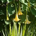 "Trumpets and Daggers" is one of the more unusual plant combinations at MSU's Truck Crops Experiment Station. (Photo by Norman Winter)