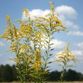 Goldenrod gives an explosion of color late in the summer. With tall, medium and dwarf varieties available, they can be a great addition to gardens, especially because they are not the cause of fall allergy problems. (Photo by Gary Bachman)