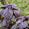 The bright purple leaves of Amethyst basil resemble the broad, flat leaves of common basil, and they have the same taste.