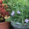 Katie Dwarf ruellia, a Mexican petunia perfect for containers, is paired with Henna sun coleus. (Photo by Gary Bachman)