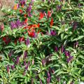 The ornamental pepper Sangria holds its slender fruit pointing upward. Peppers range from lavender to orange and red, and often all colors are on display at the same time. (Photo by MSU Extension Service/Gary Bachman)